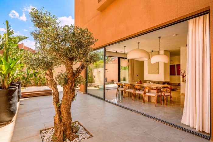 The olive tree in the courtyard